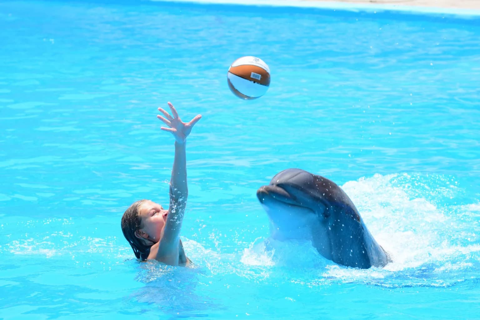 Swimming with dolphins