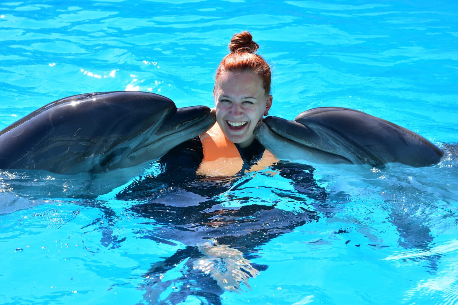 Dolphins swimming together in the pool